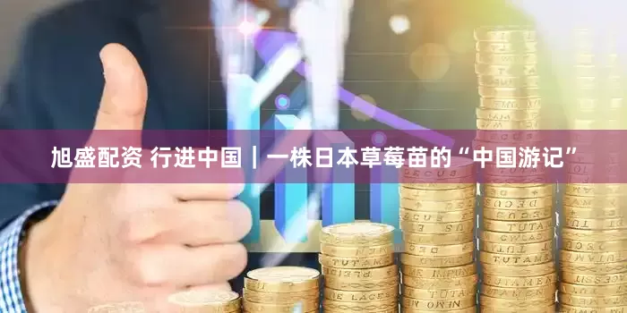 旭盛配资 行进中国｜一株日本草莓苗的“中国游记”